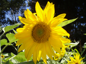 Sonnenbl