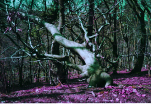 Baum.Lila